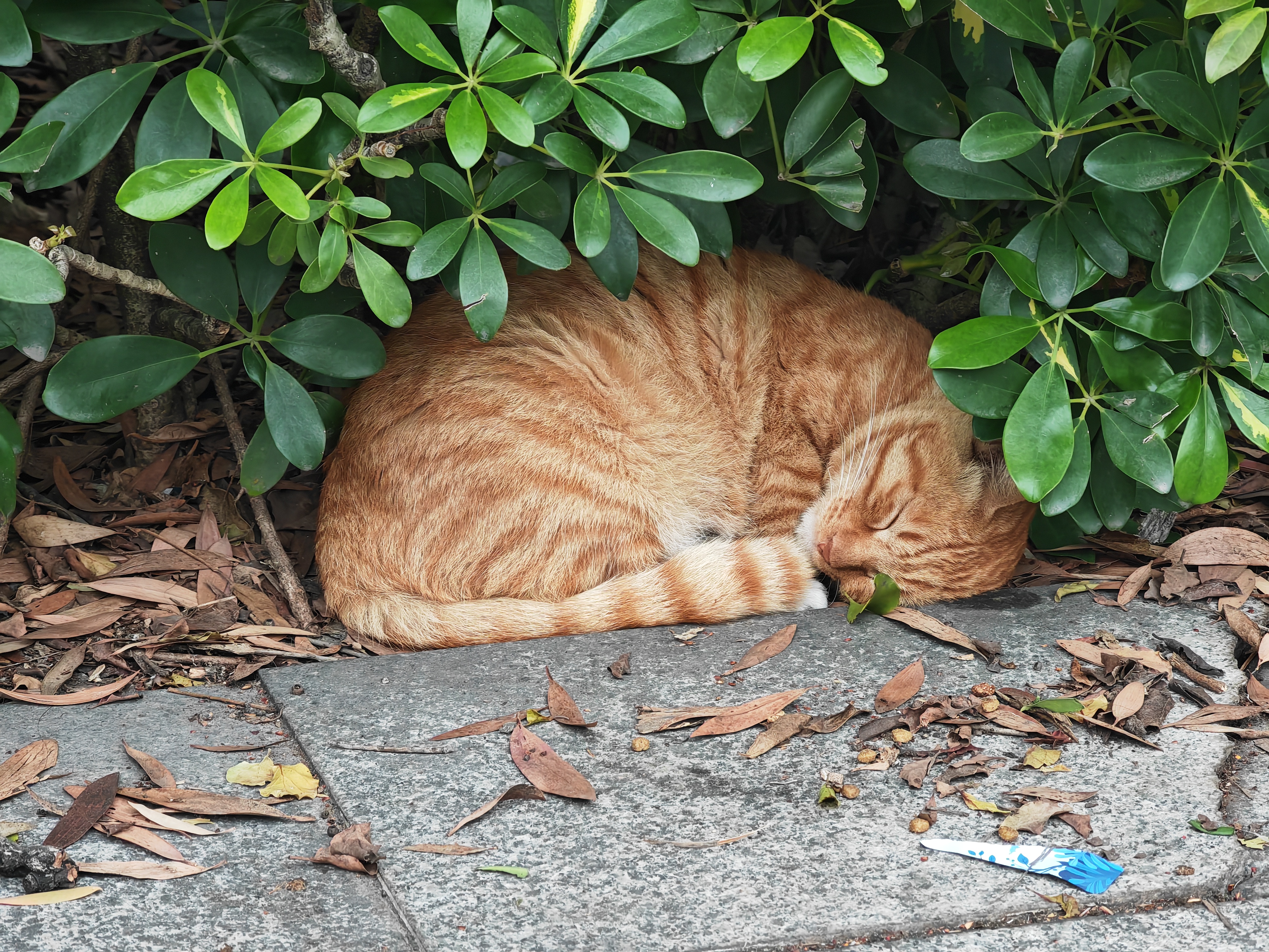 一只睡懒觉的猫